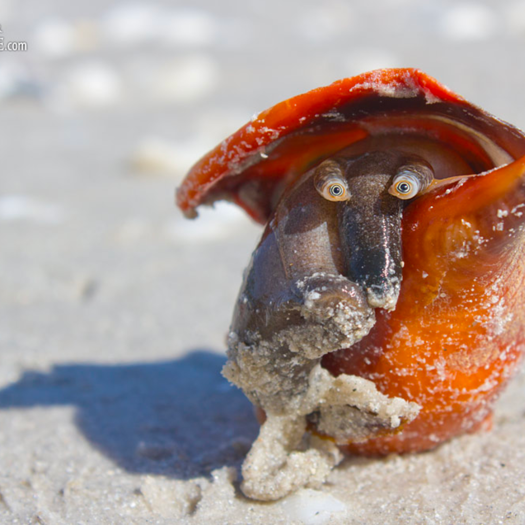 Fighting Conch Clean Up Crew (CUC) - Livestock