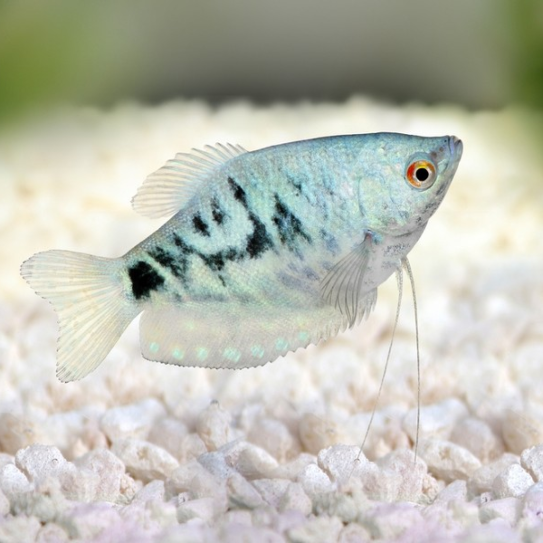 Gourami Freshwater Fish - Livestock - Community Fish - Opaline