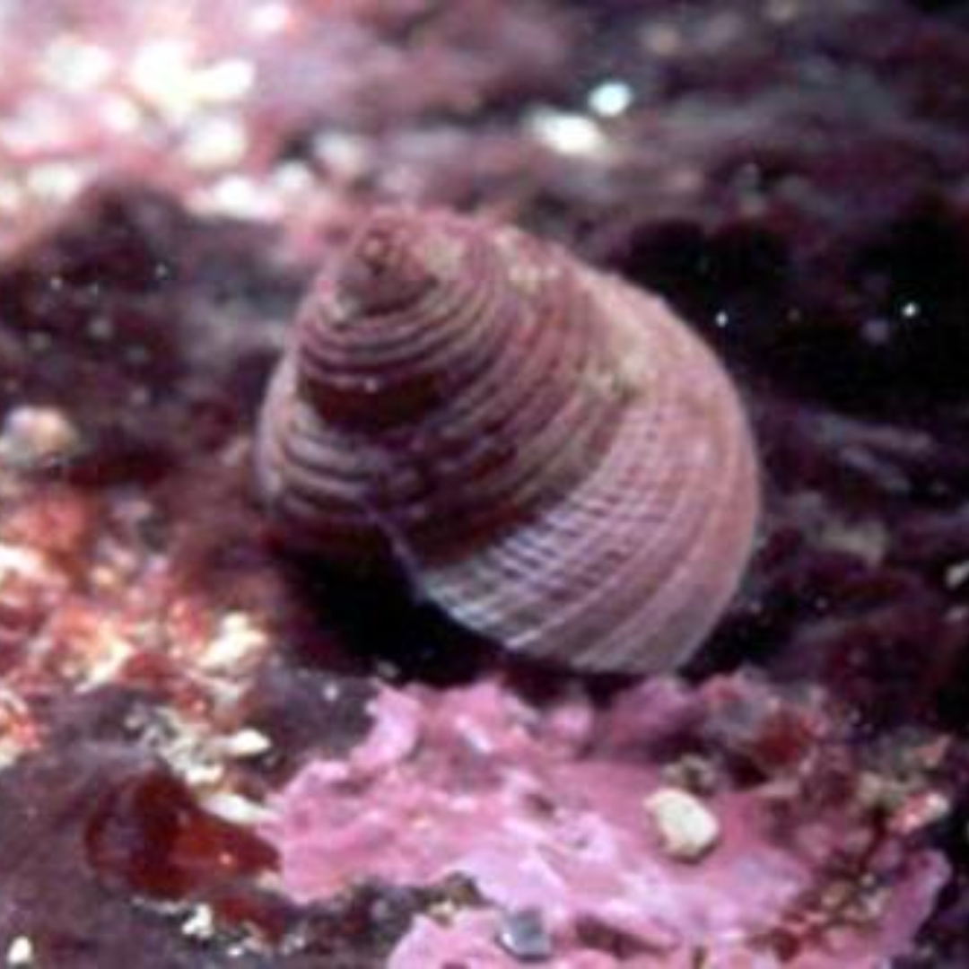 Grazing Snail Clean Up Crew (CUC) - Livestock