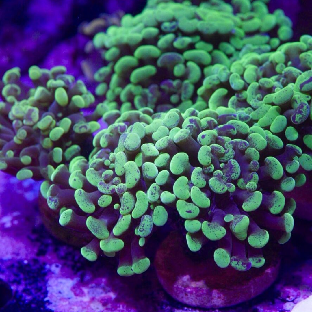 Hammer frag green