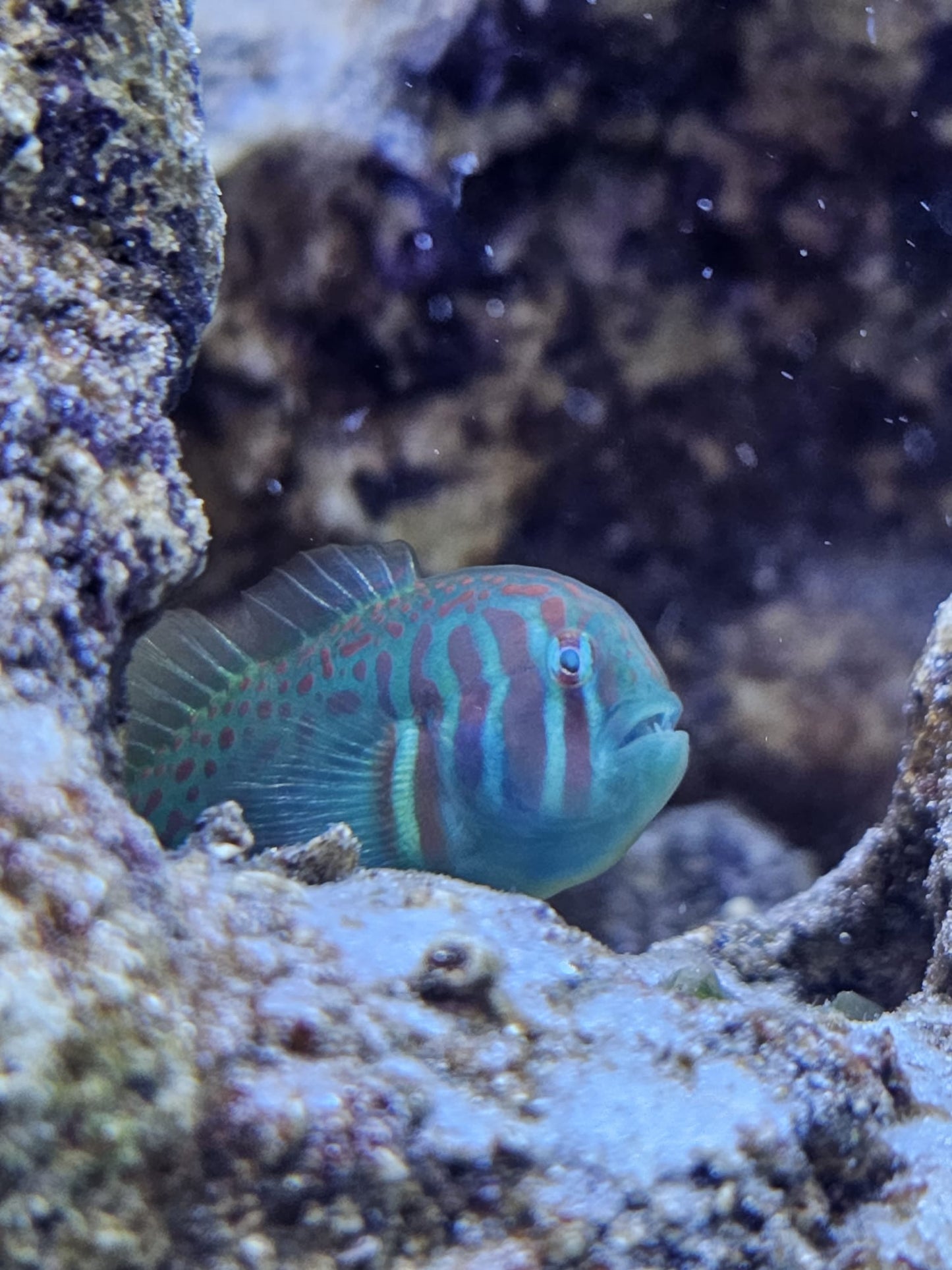 Green coral goby