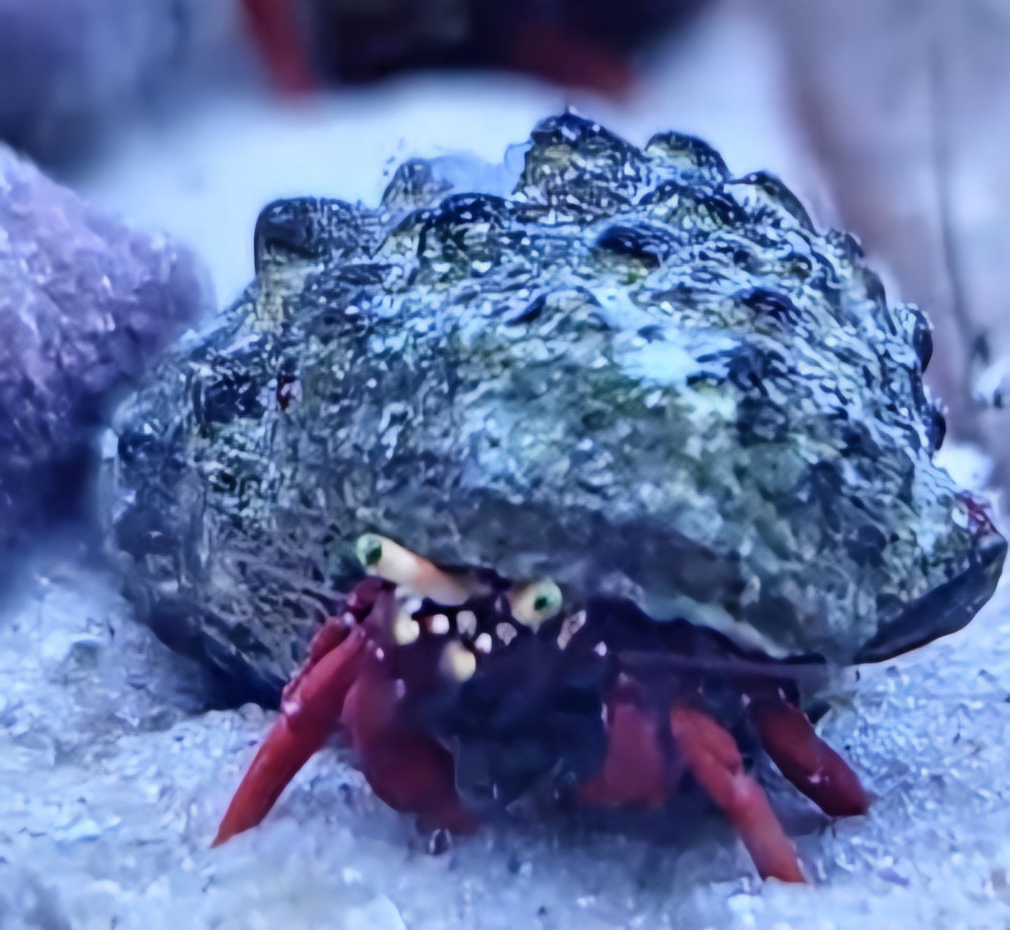 Red Hermits Marine (CUC)