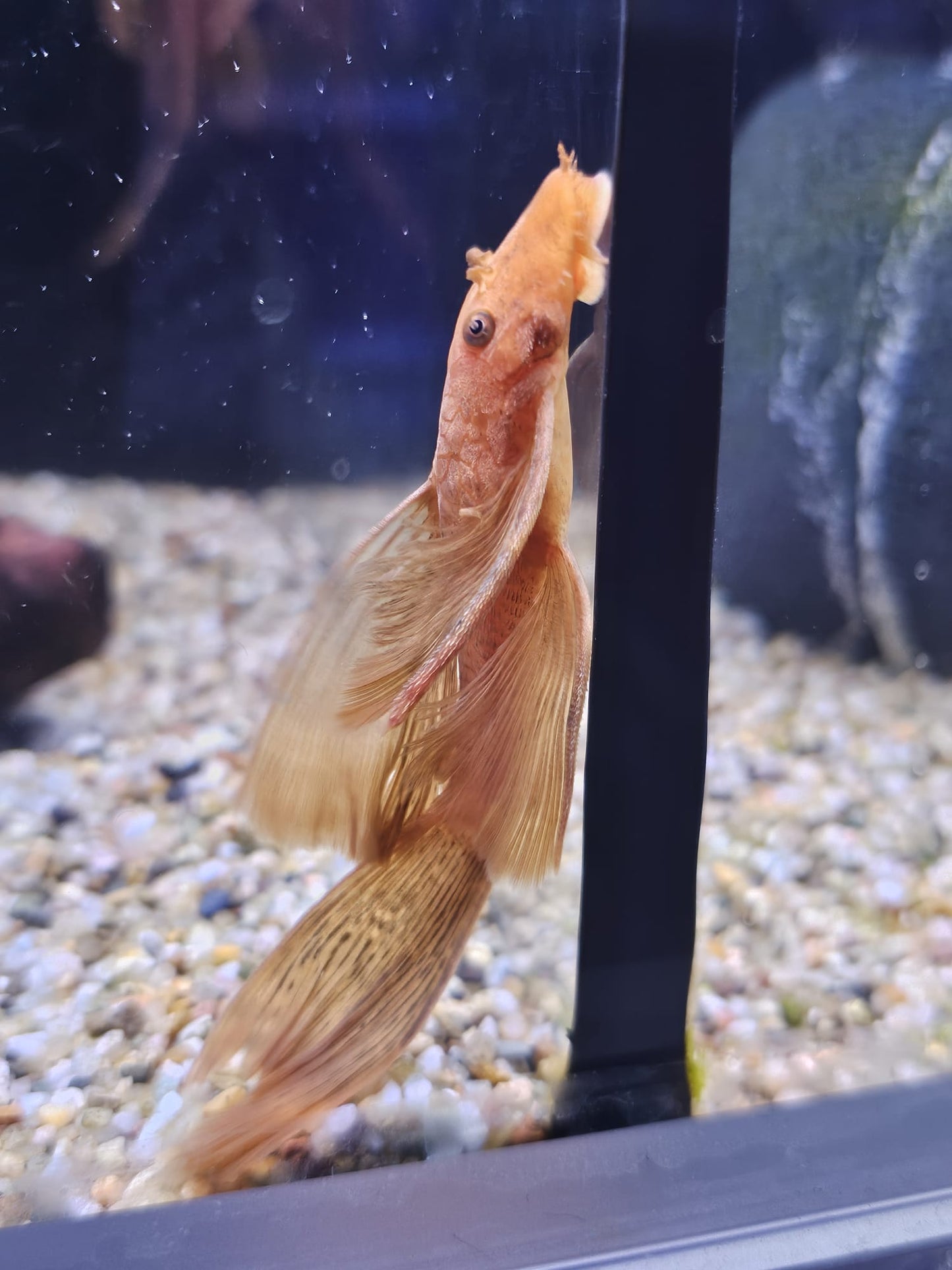 Super red long fin bristlenose plec 6cm