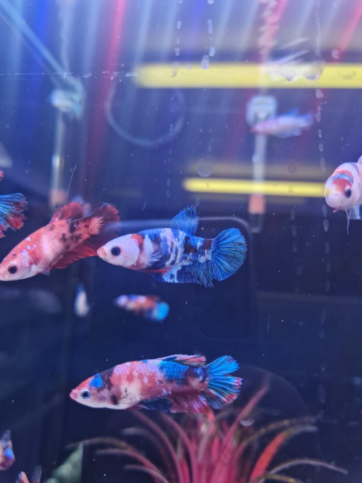 Koi Female Fighter