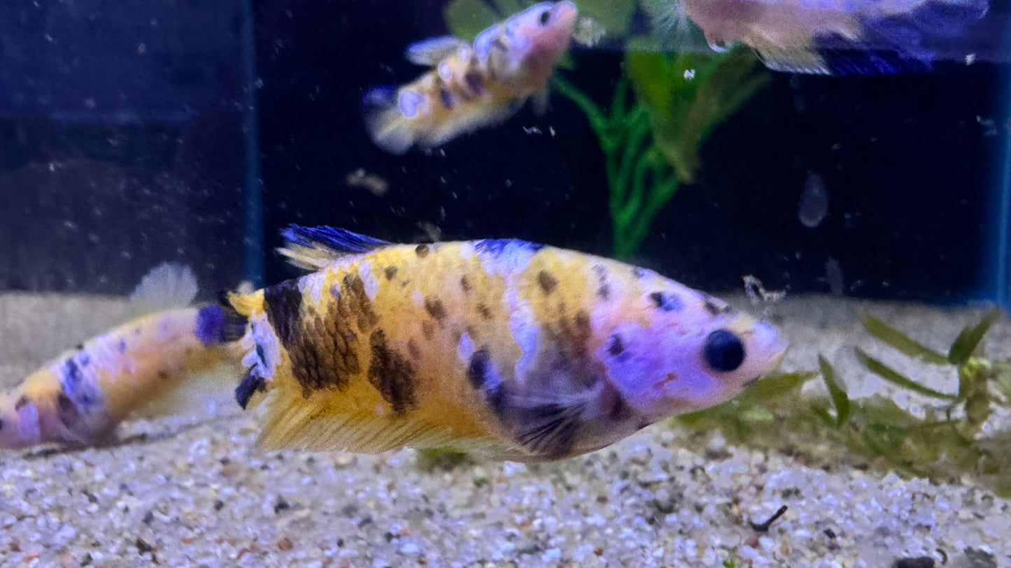 Yellow nemo female Fighter