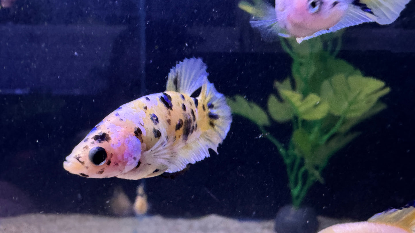 Yellow nemo female Fighter