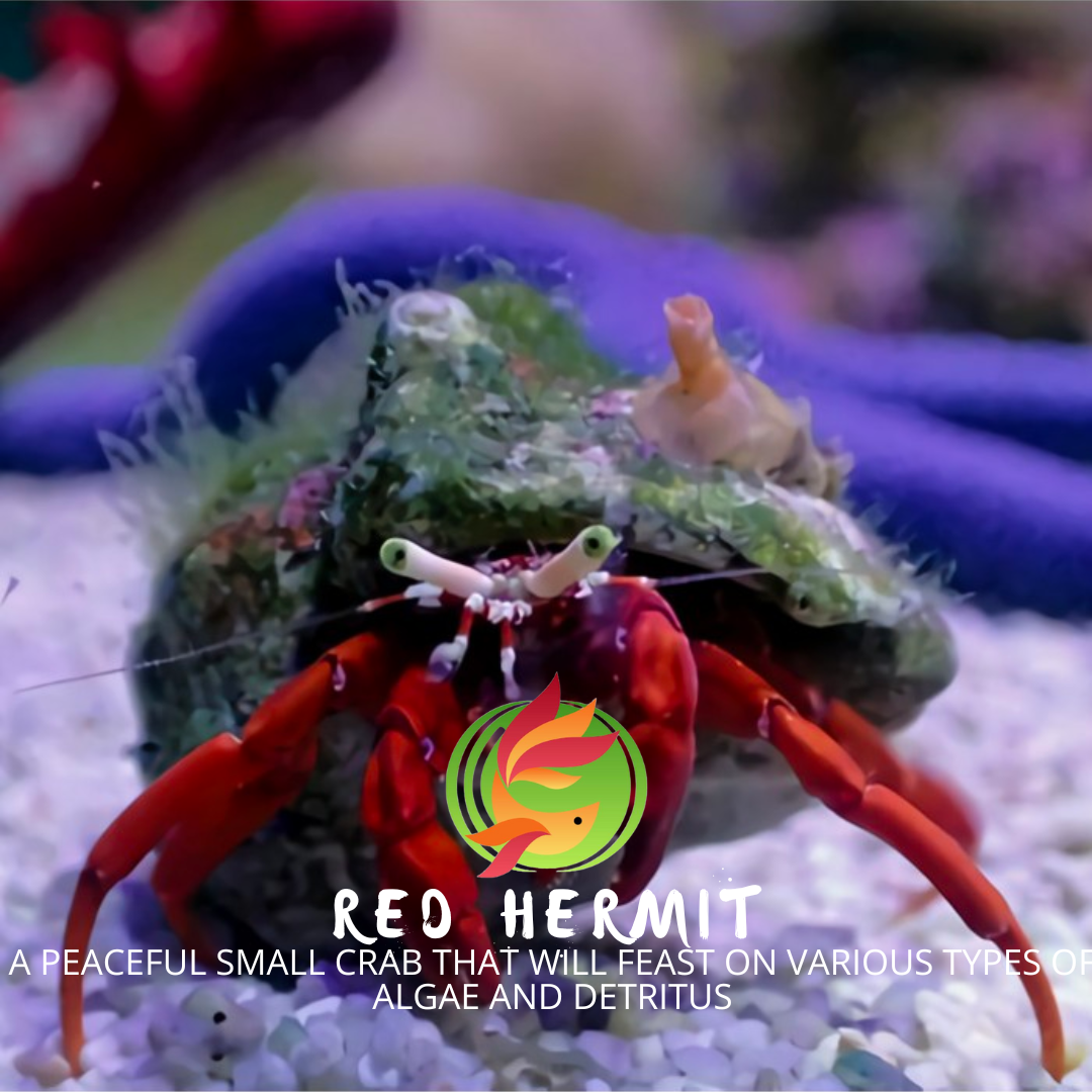 Red Hermits Marine (CUC)