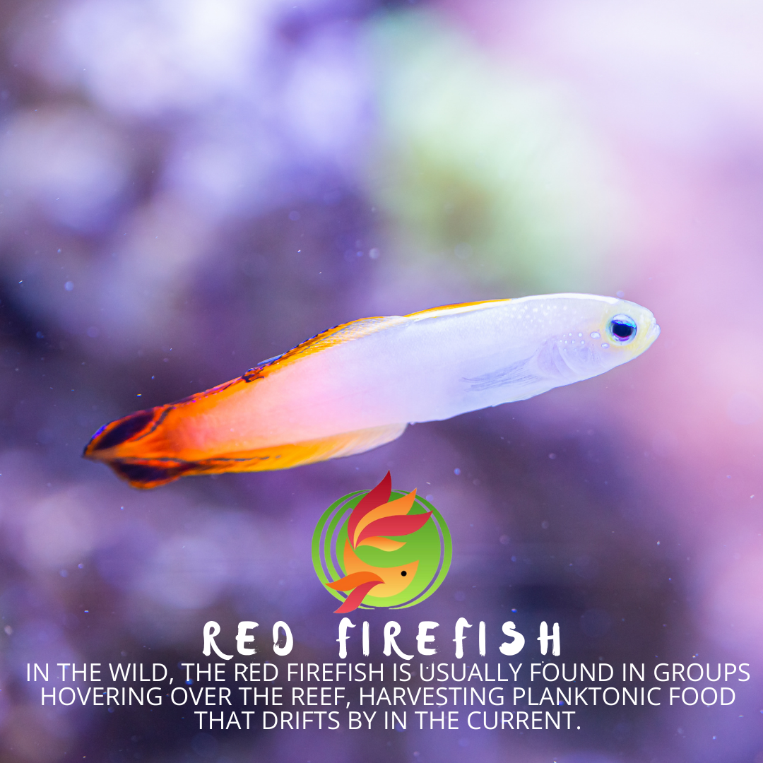 Red Firefish Marine Fish - Livestock