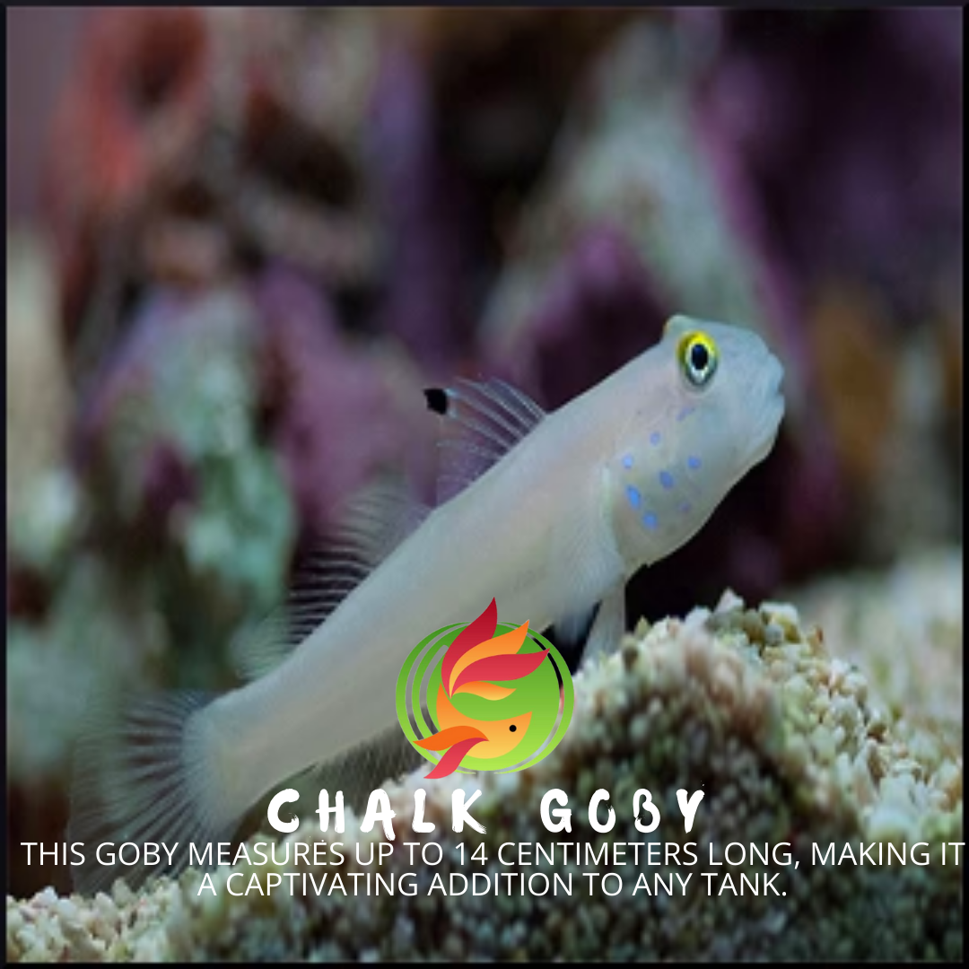 Chalk Goby Marine Fish - Livestock