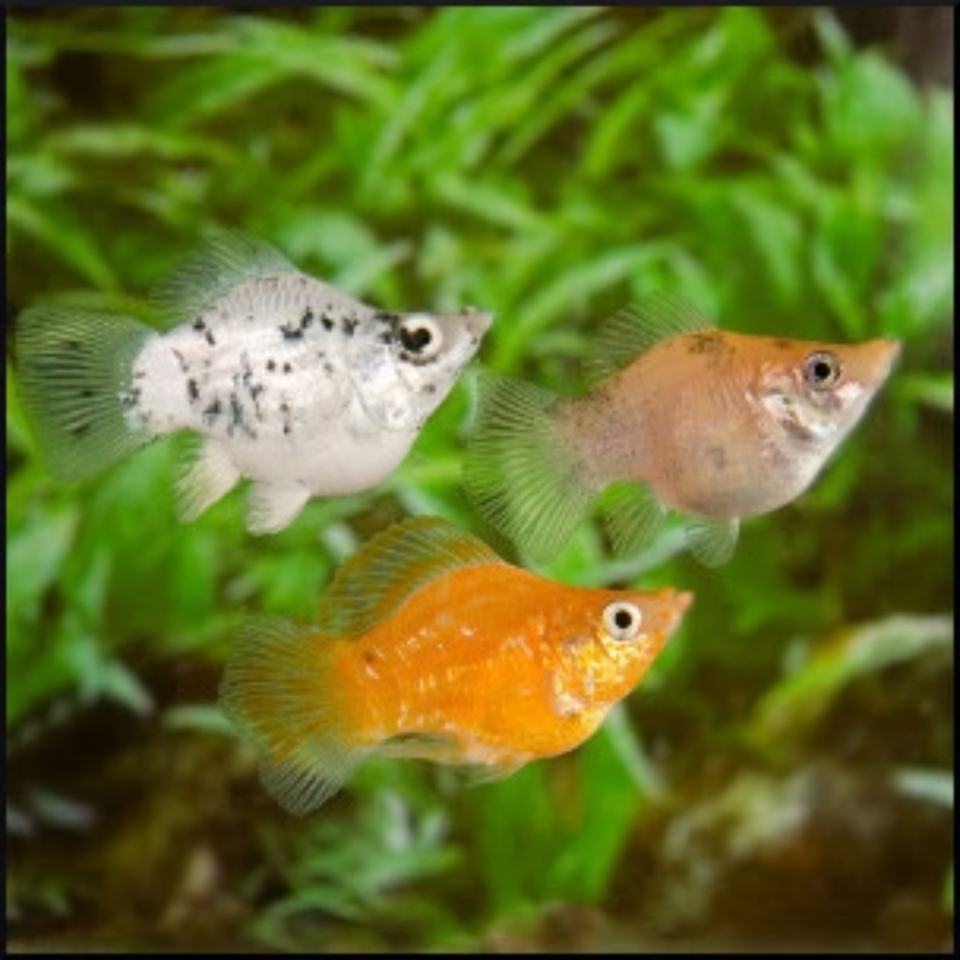 Balloon molly standard 'tiger'