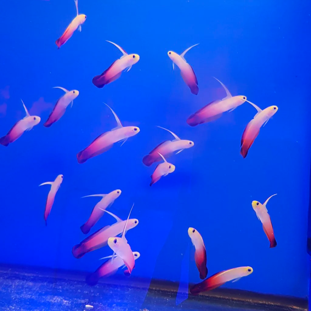 Red Firefish Marine Fish - Livestock