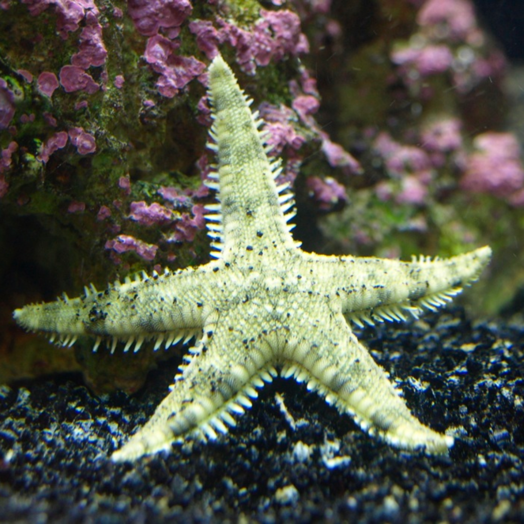 Sand Sifting Starfish Marine Critters - Livestock
