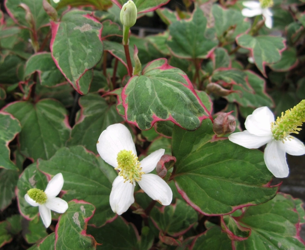 Houttuynia cordata