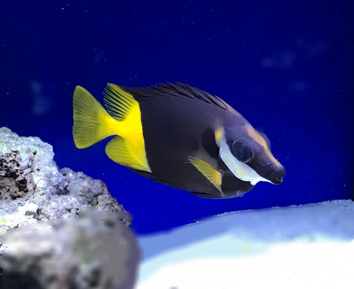 Fijan foxface rabbitfish