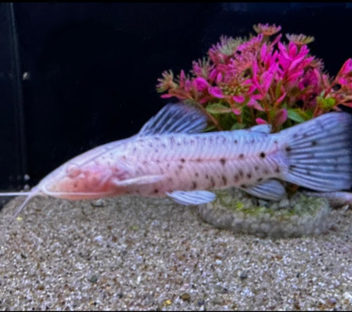 Albino hoplo