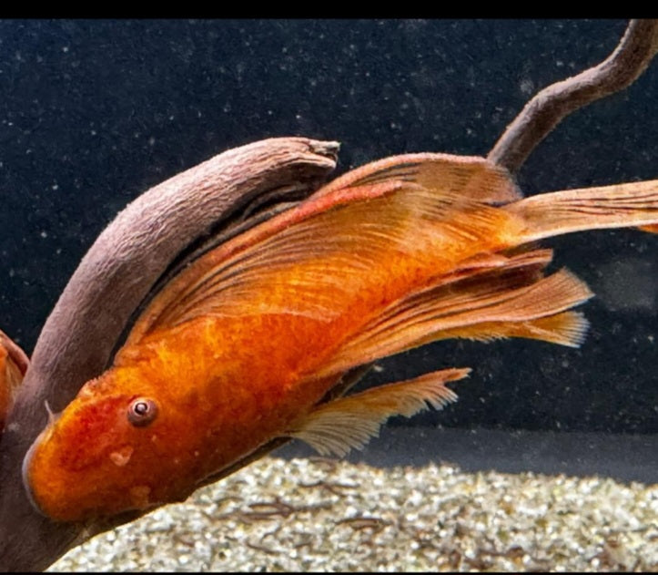 Super red long fin bristlenose plec 6cm
