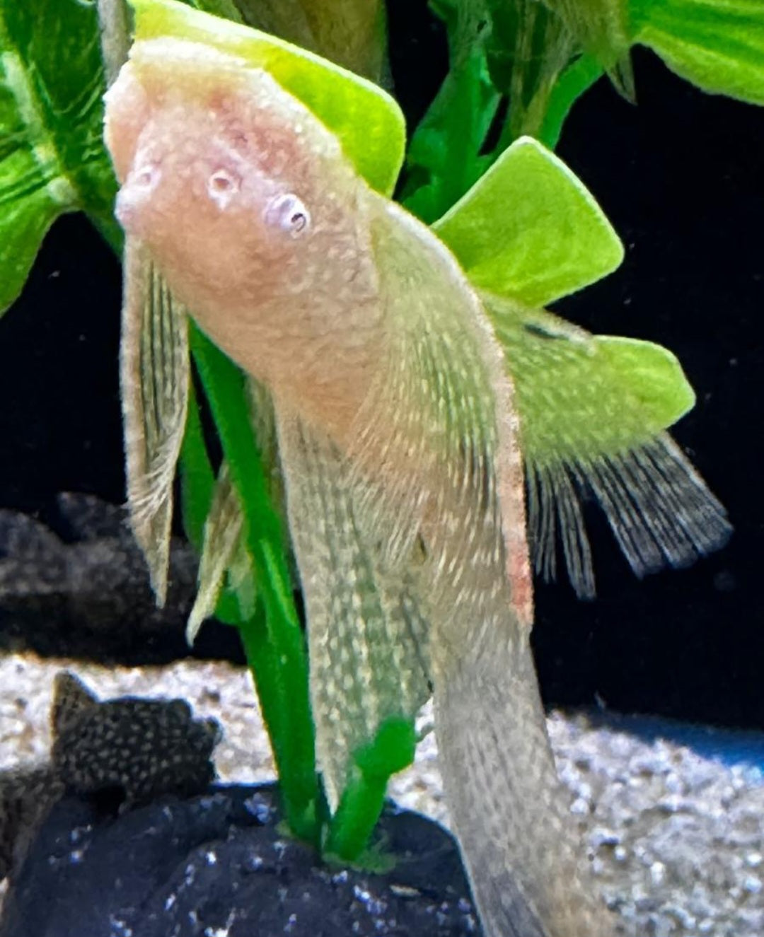 Long fin albino plec (medium)