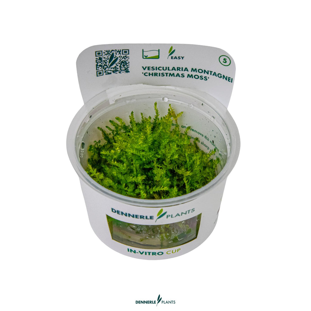 Dennerle Versicularia Montagnei ‘Christmas Moss’