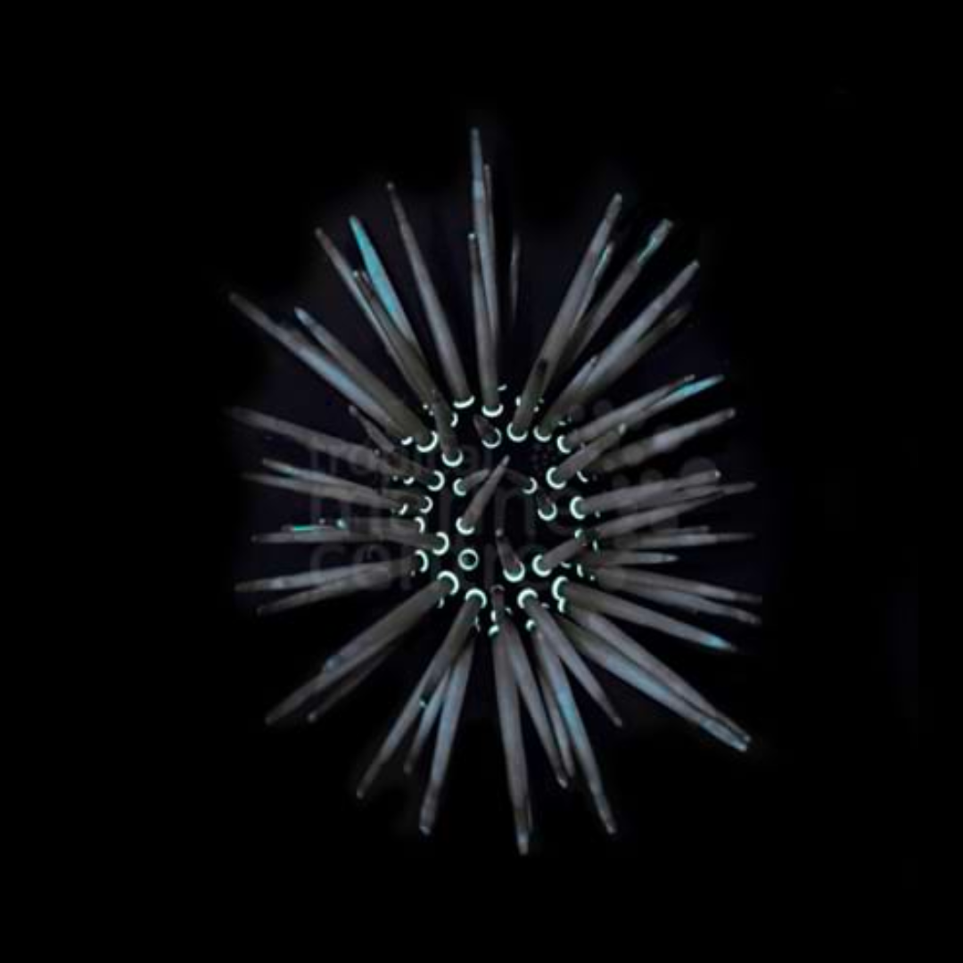 White Spot Urchin Marine Critters - Livestock