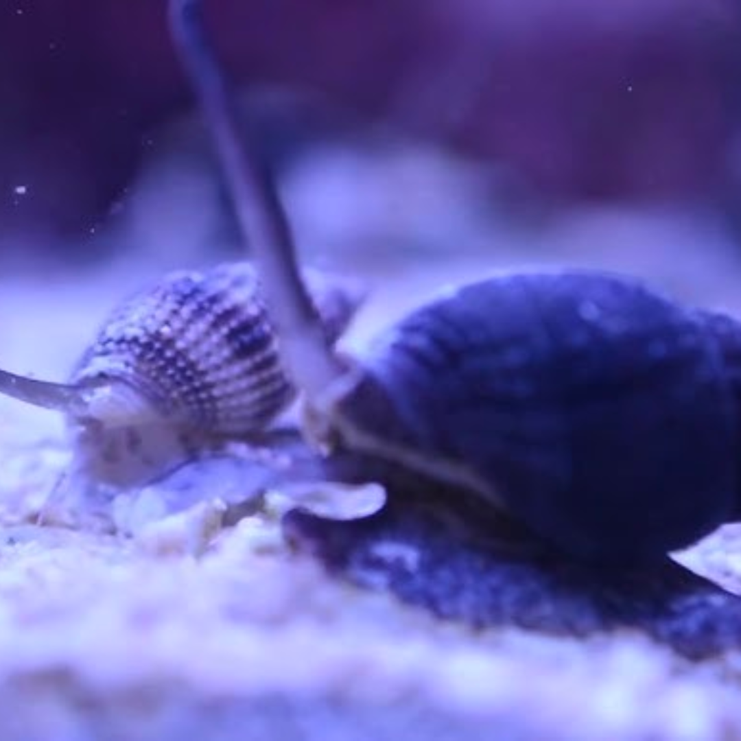 Zombie Snails Clean Up Crew (CUC) - Livestock