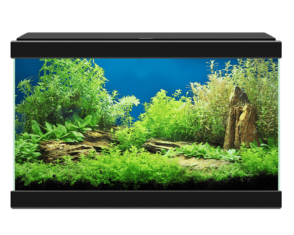 Ciano Aqua 20 led black