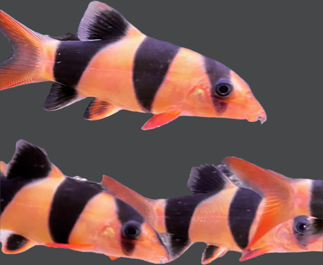 Clown loach 4cm
