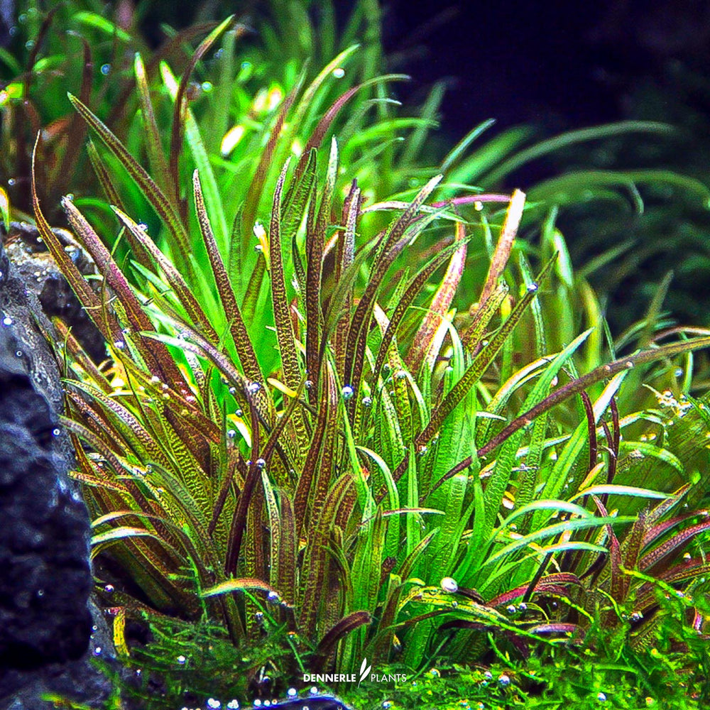 Dennerle plants - Blyxa japonica
