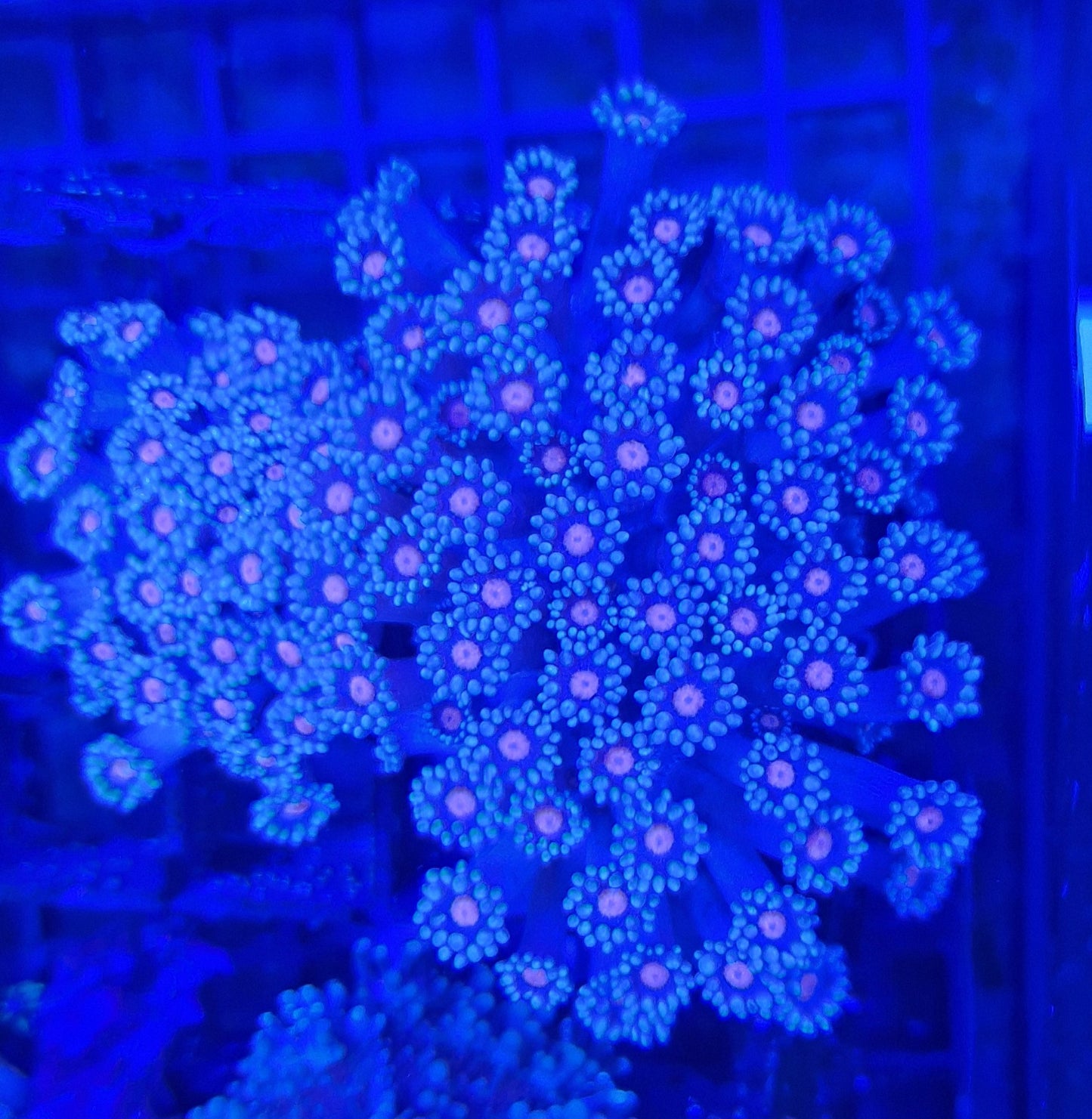 Mini flowerpot Assorted - Marine Hard Coral