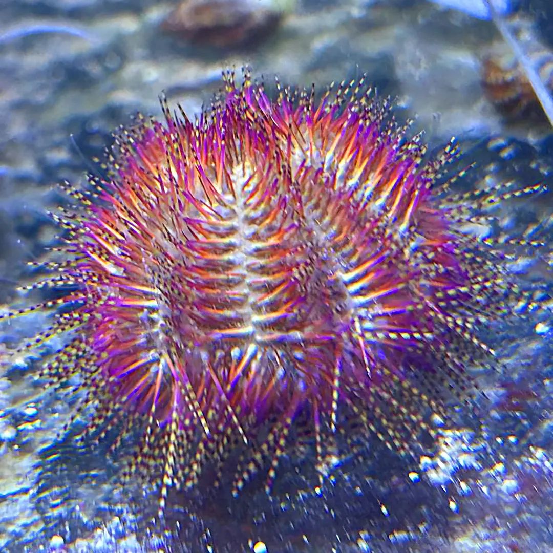 Red Bells Urchin