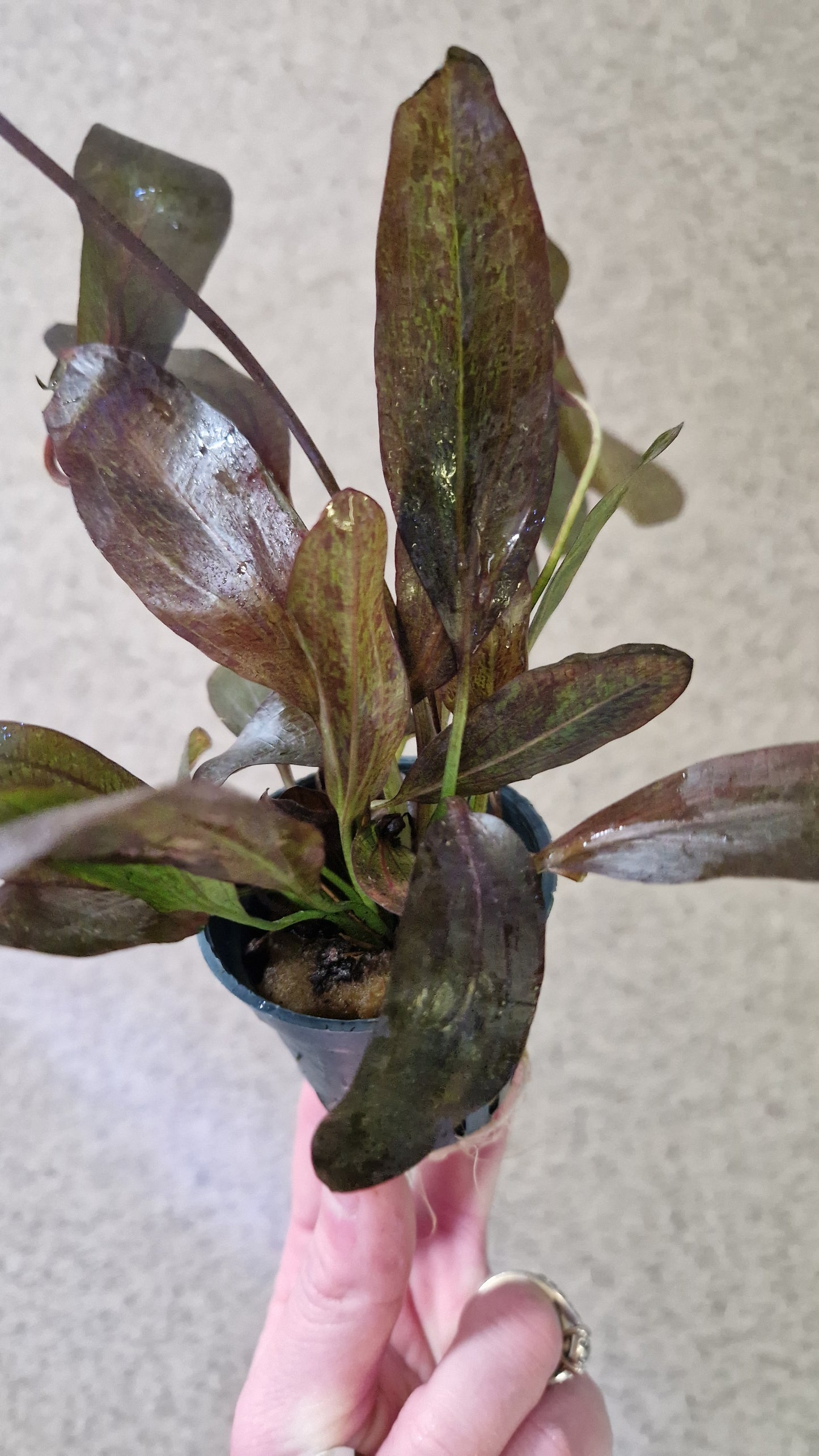 Echinodorus Ozelot Red potted Plant