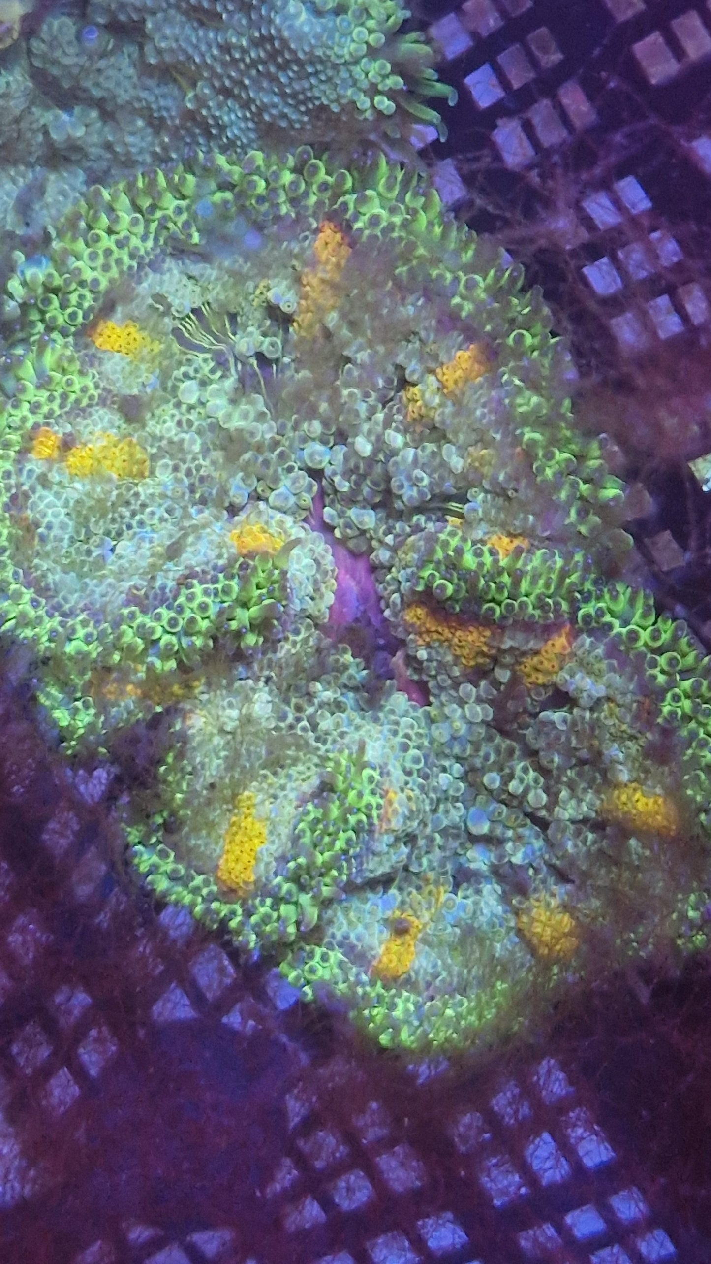 Mini maxi anemone