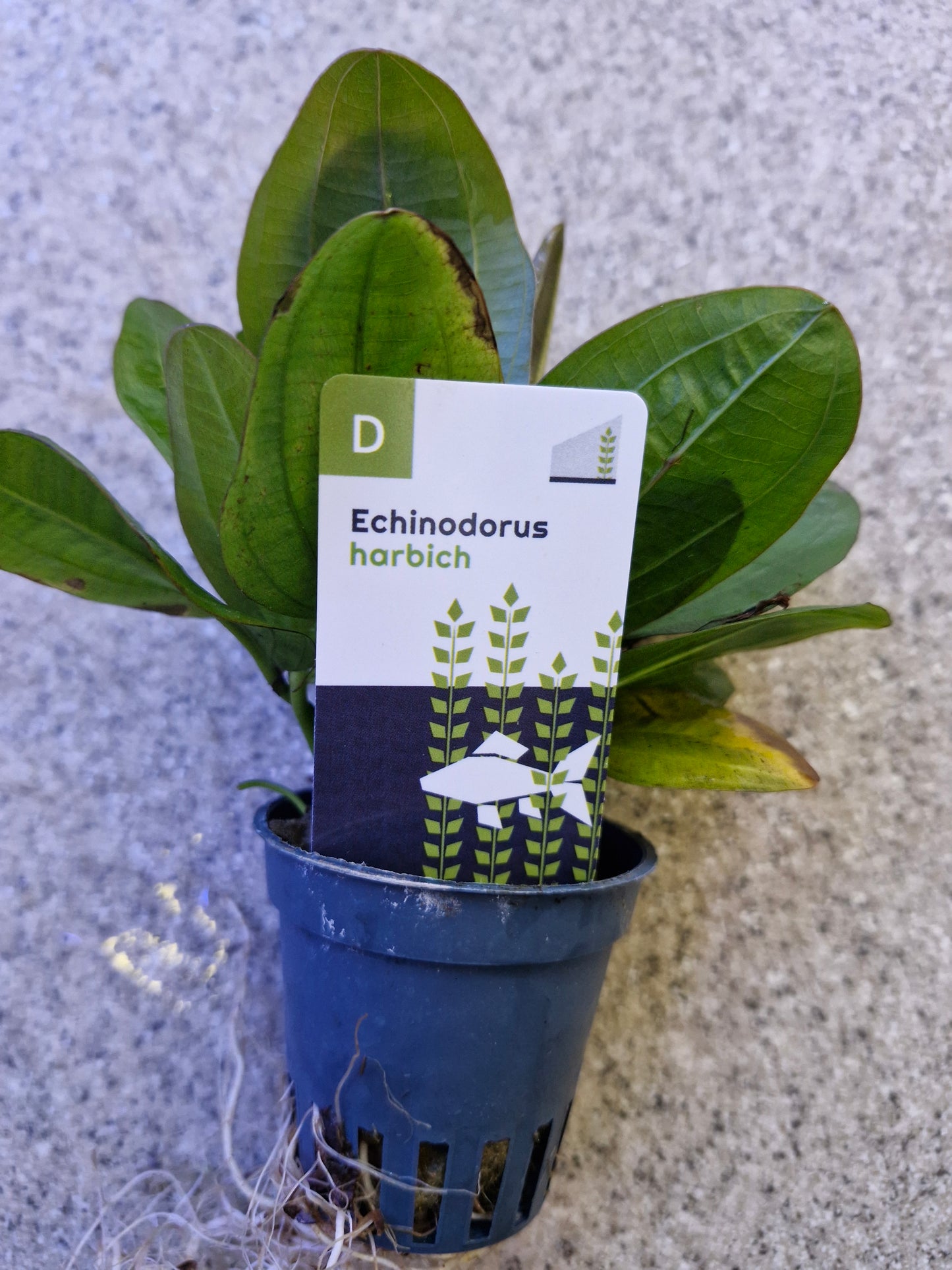 Echinodorus harbich