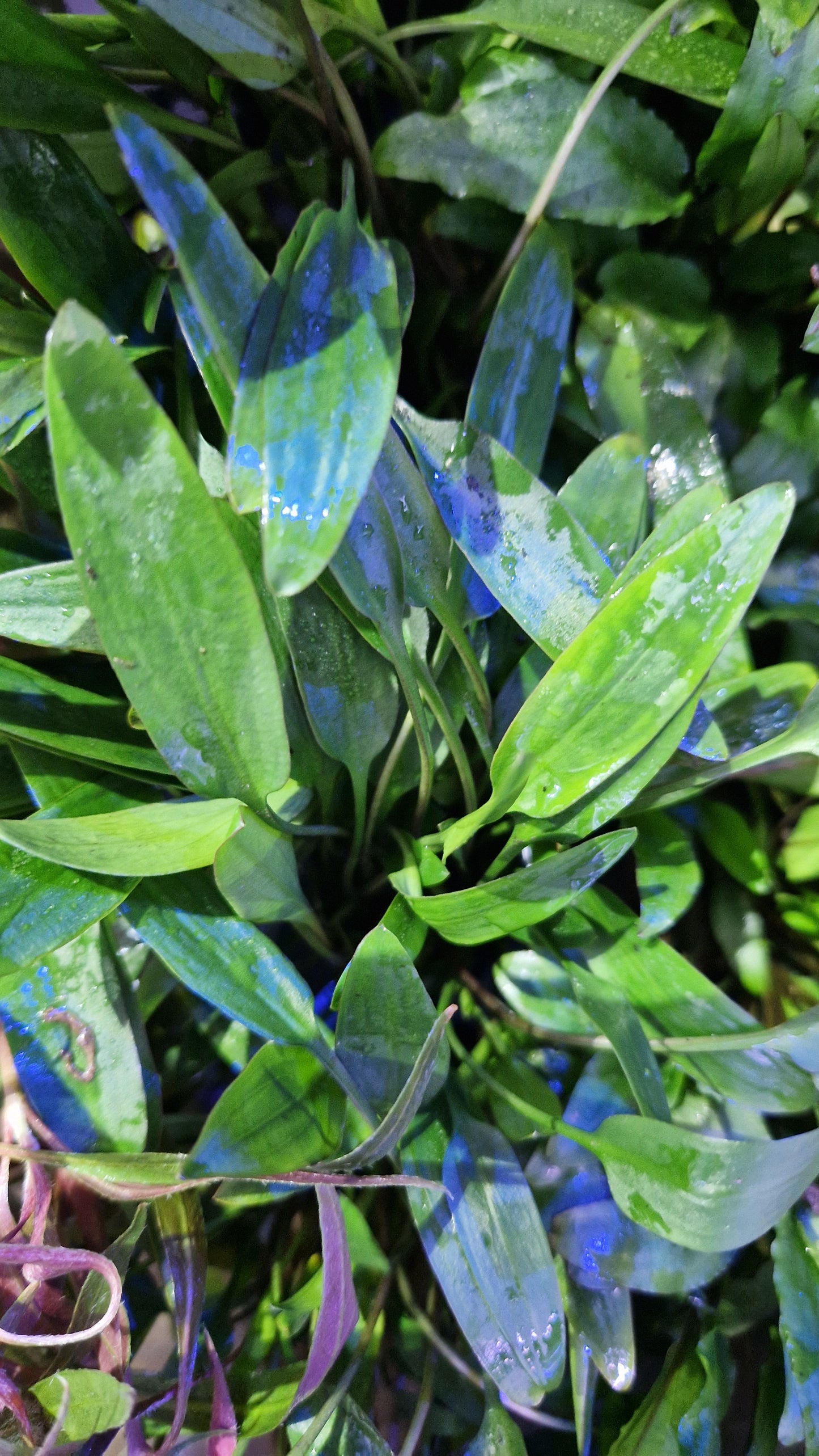 Cryptocoryne lutea