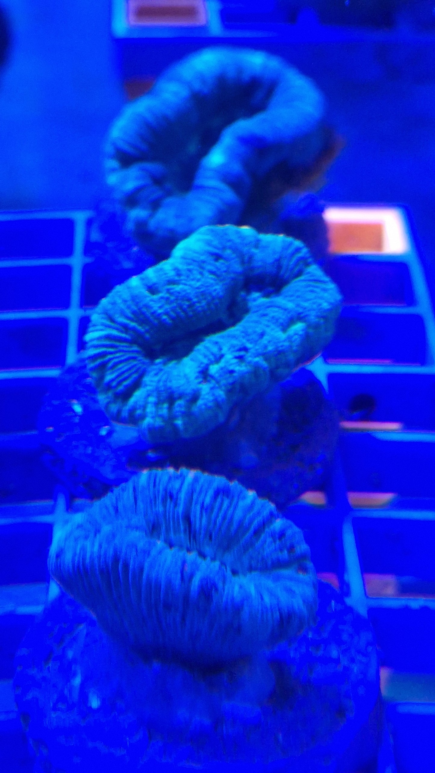 Trachyphyllia mini