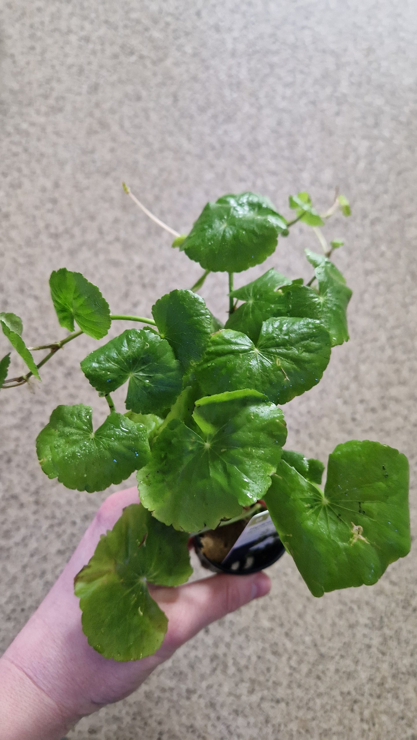Hydrocotyle leucocephala - potted plant