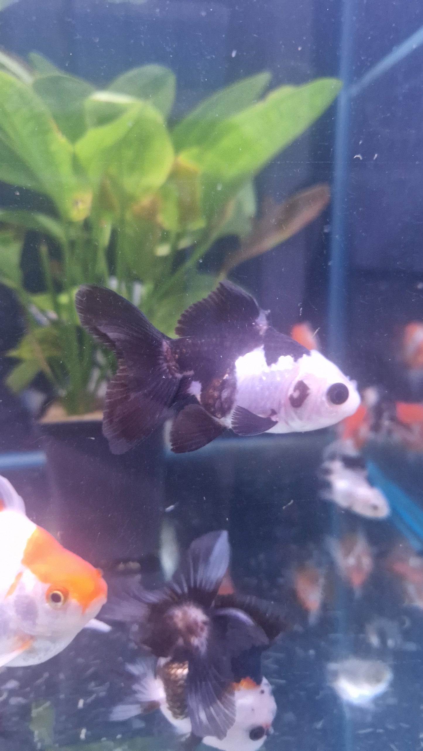 Panda oranda 6-8cm