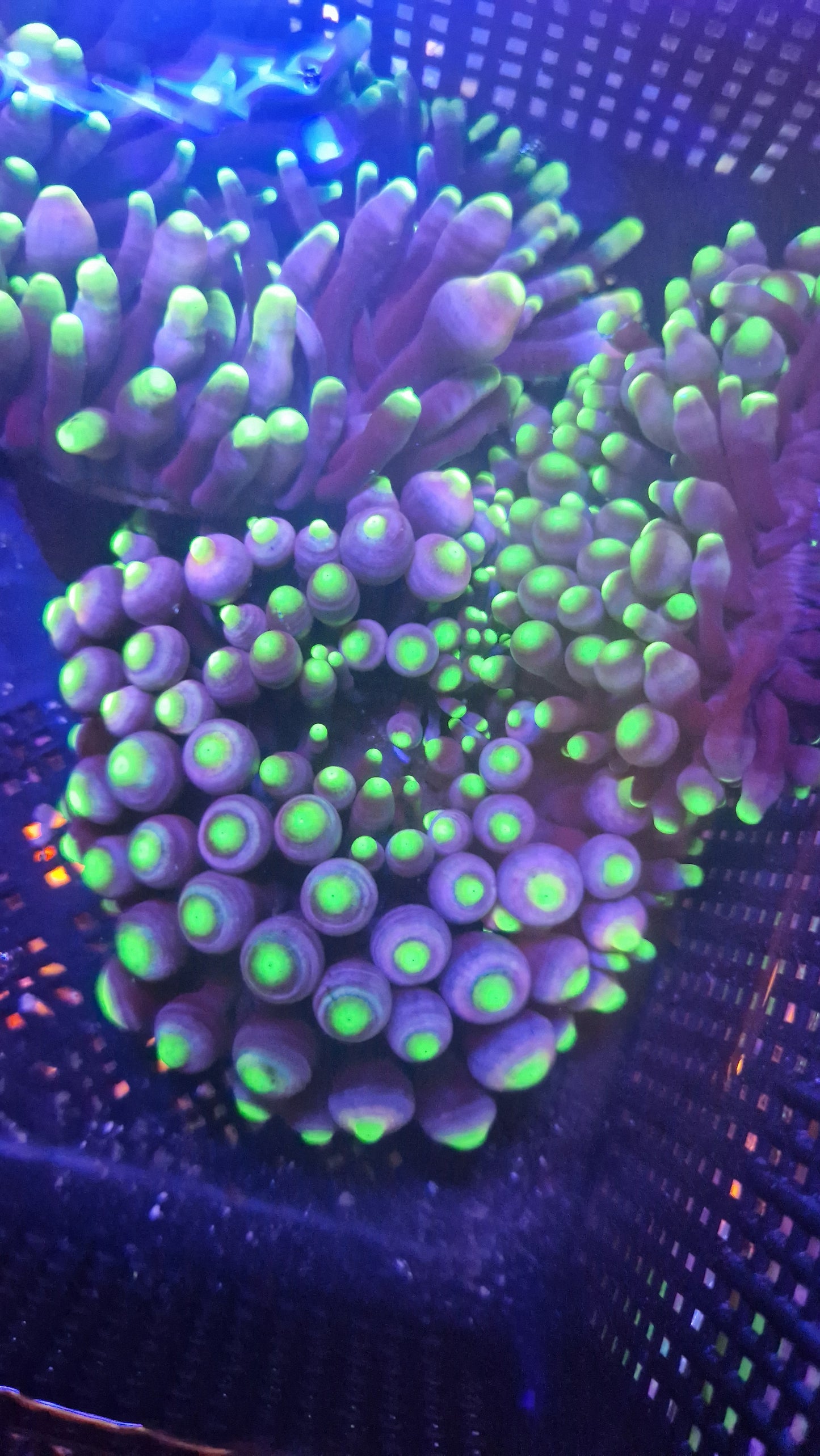 Neon Green tip bubble Anemone