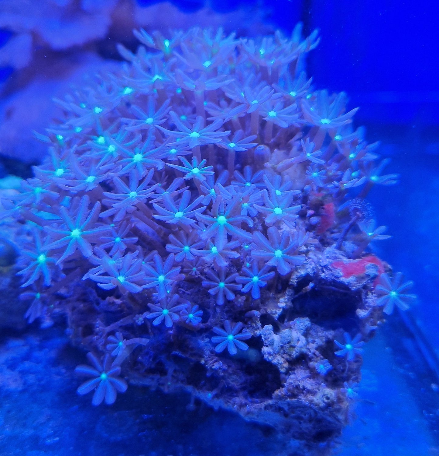 Jasmine coral