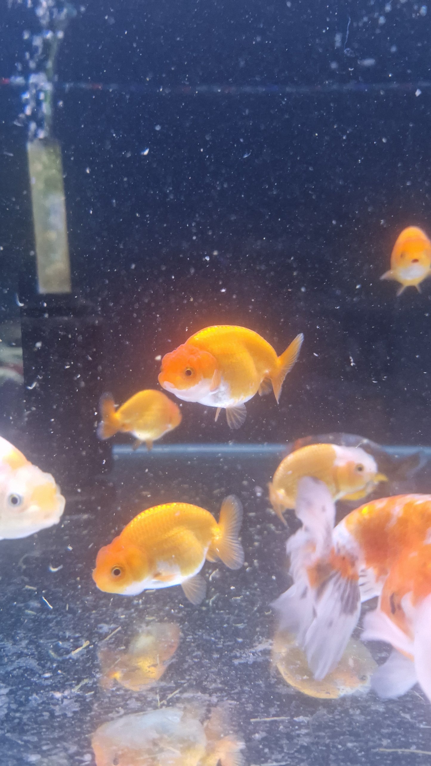 Red ranchu 6-8cm