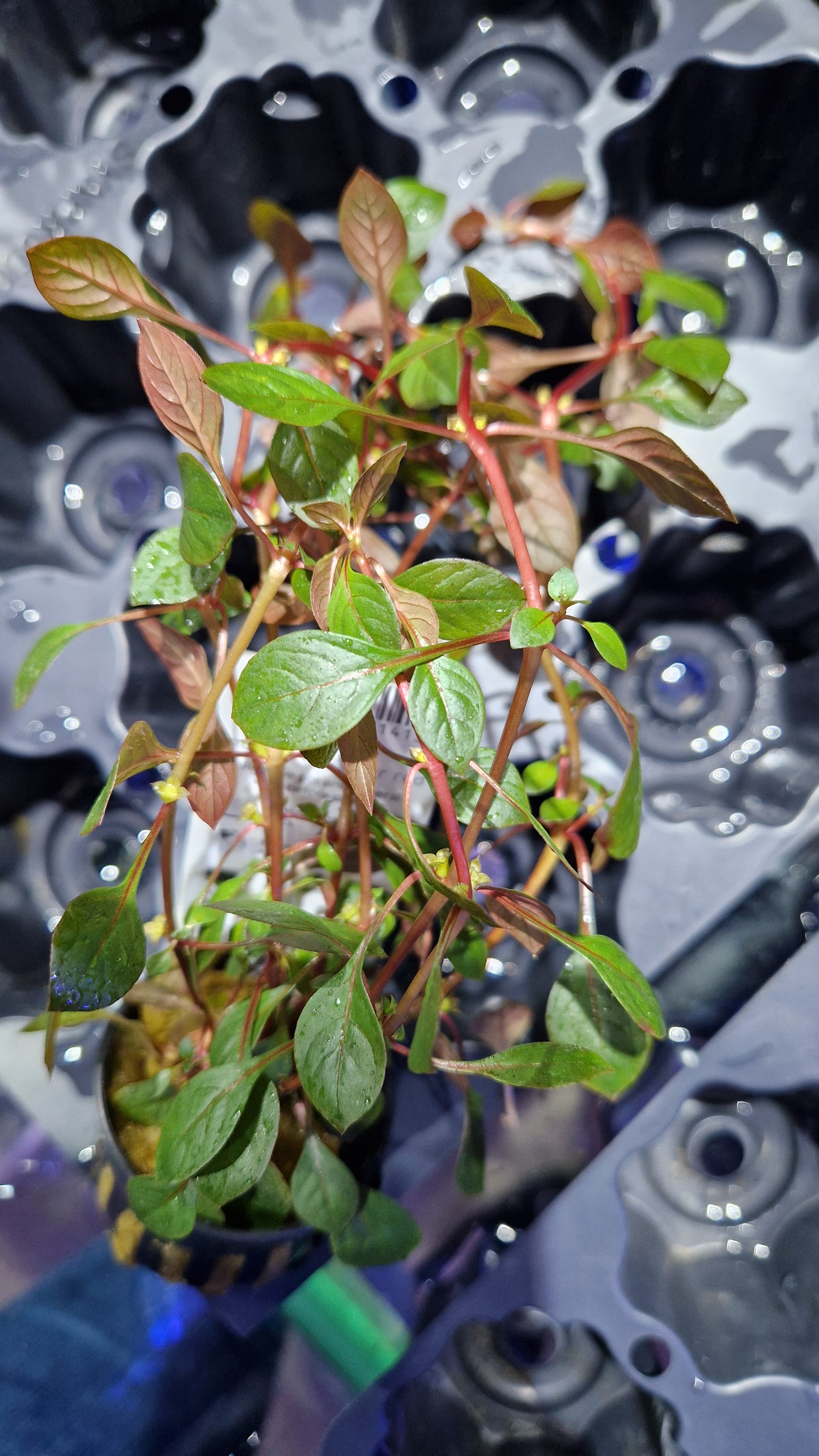 Ludwigia Palustrus Super red - stem plant