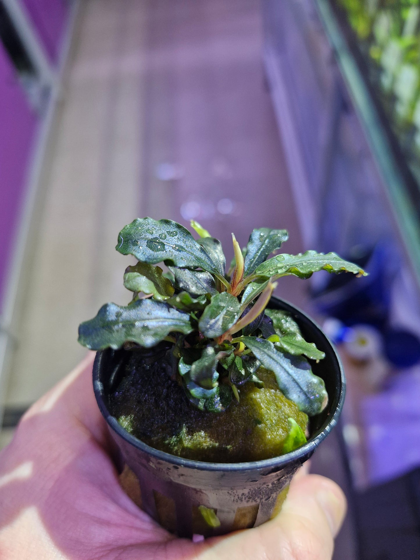 Bucephalandra theia red