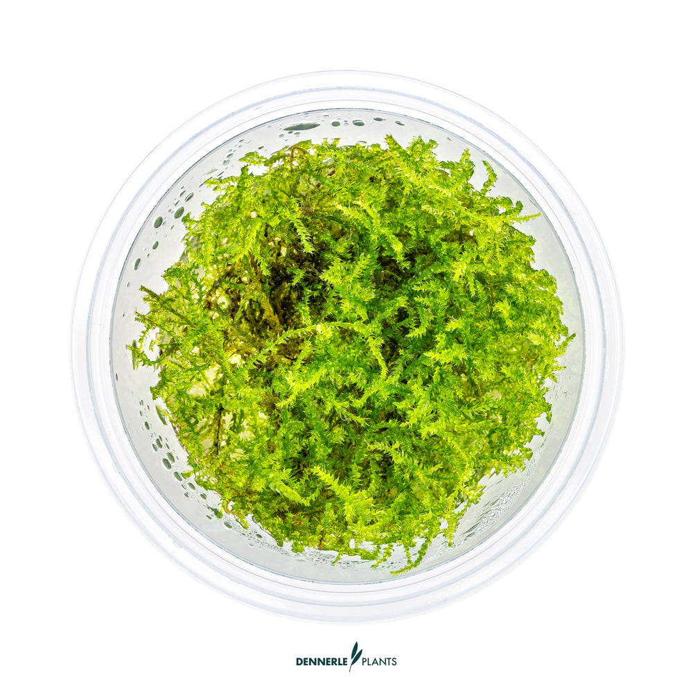 Dennerle Versicularia Montagnei ‘Christmas Moss’
