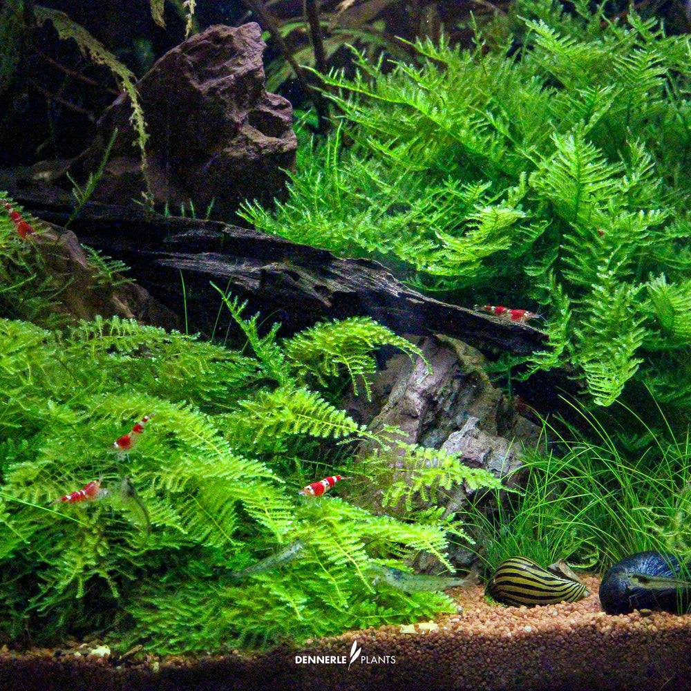Dennerle Versicularia Montagnei ‘Christmas Moss’