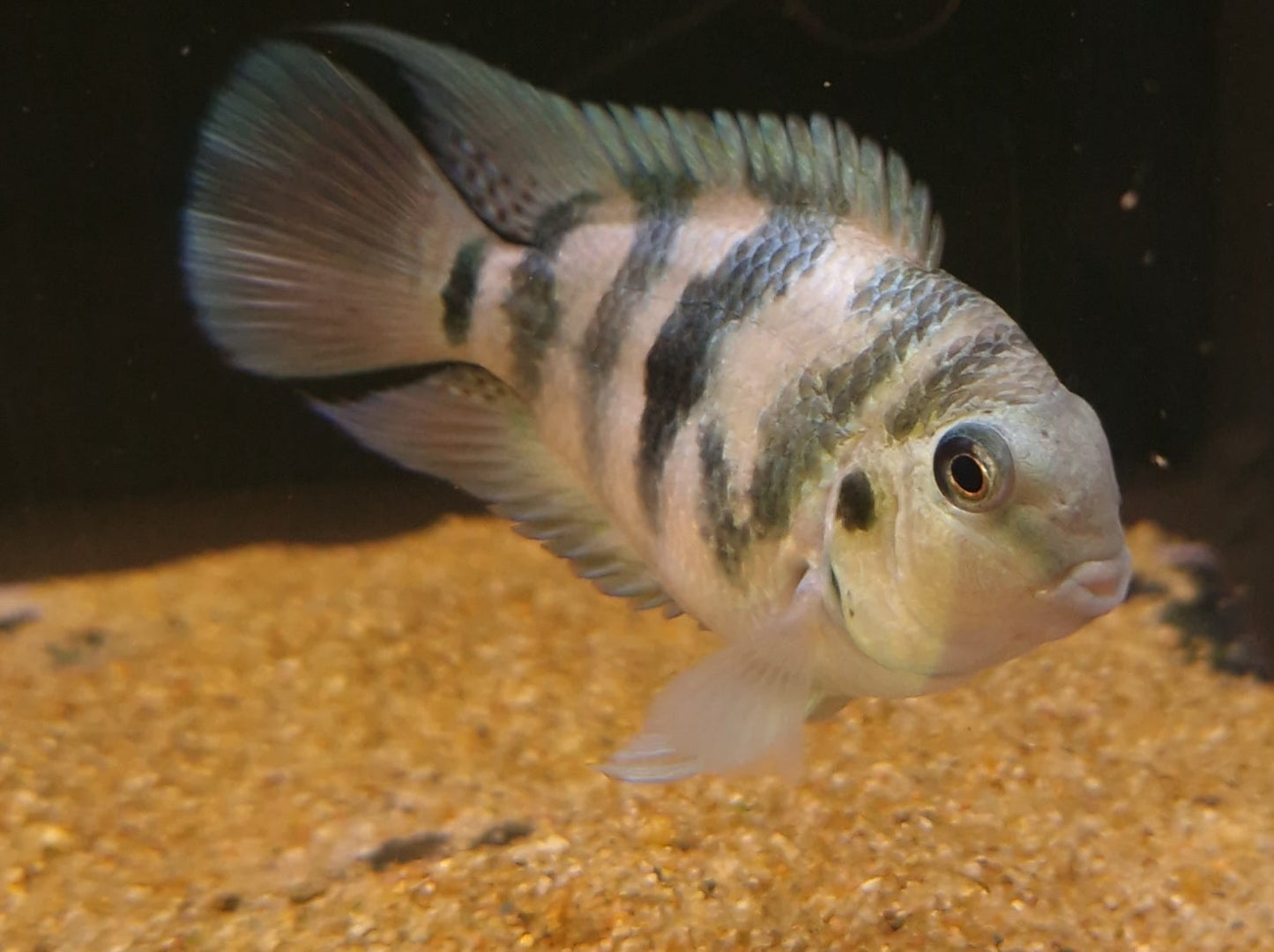 Polar parrot Cichlid small