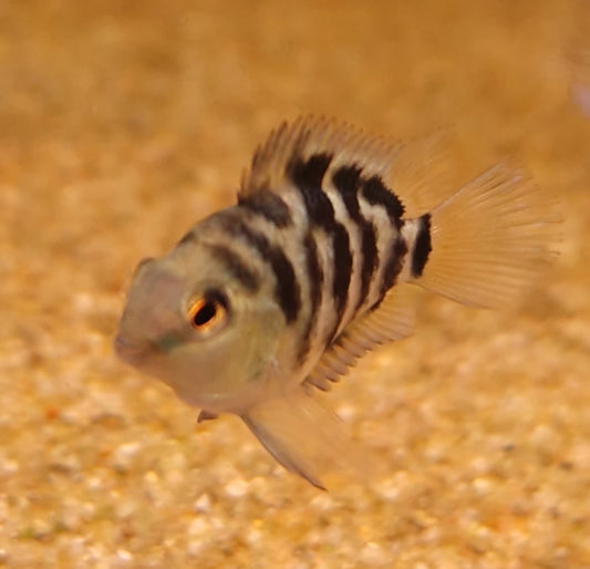 Polar parrot Cichlid small