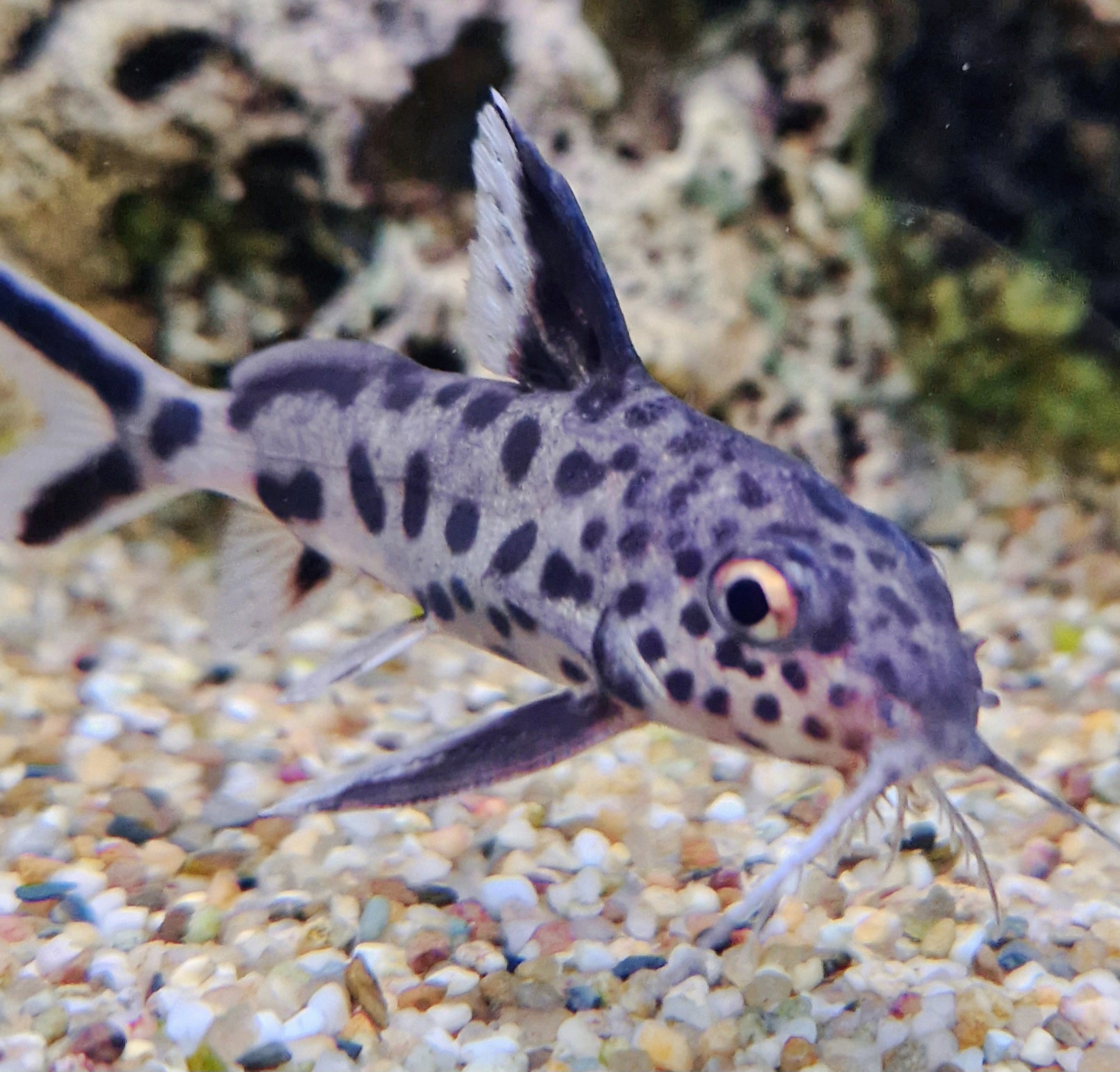 Cookoo Fish True cuckoo catfish 3-4