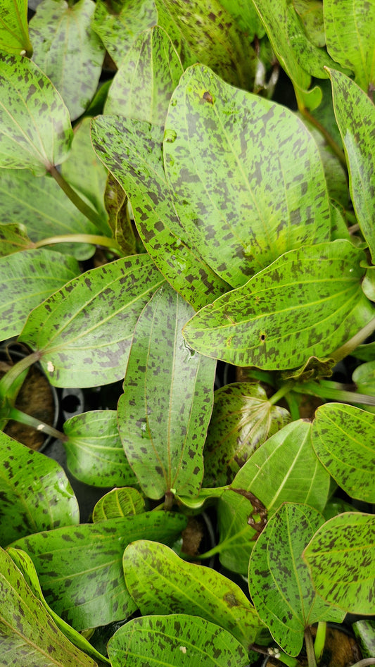 Echinodorus ozelot - dwarf sword plant
