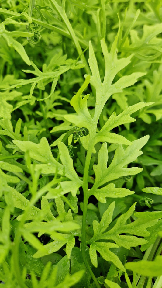 Ceratopteris thalictroides - bushy plant