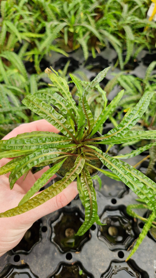 Cryptocoryne balansae - clumping plant