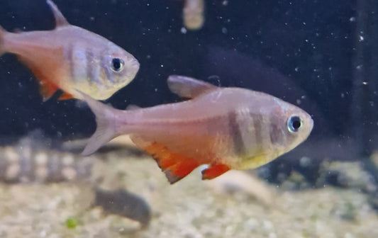 Flame tetra